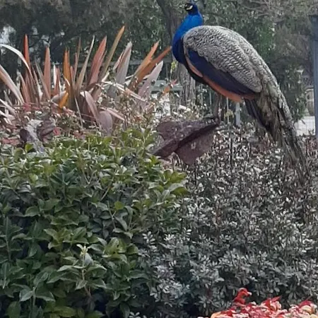 La Rondine Каваллино